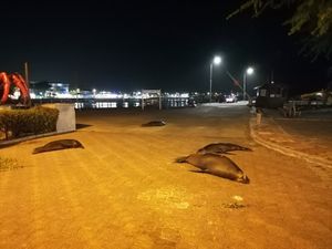 the view from the restaurant at Inti Garden in Puerto Baquerizo Moreno