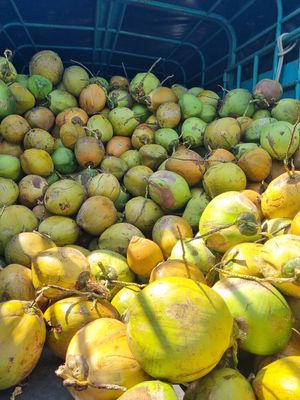  at Treehouse Cerro Azul in Panama City