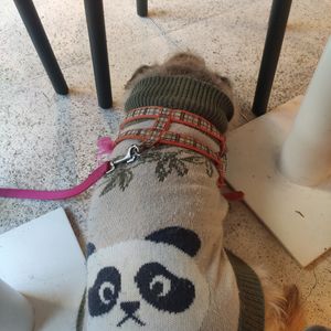 Lola at daTerra in Guimaraes