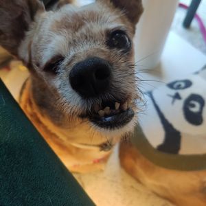 Chiquinha at daTerra in Guimaraes