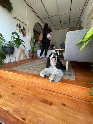 Pet friendly  at PURALMA Vegan Bakery in San Jose