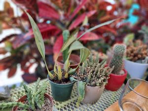 The cactus on the terrace at PURALMA Vegan Bakery in San Jose