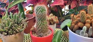  at PURALMA Vegan Bakery in San Jose