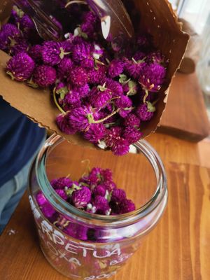 Perpétua roxa at Mercearia Avulso in Vila Nova De Milfontes