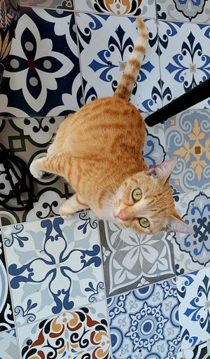 Kitty! at The Forward Thinking Eatery in San Jose Del Cabo