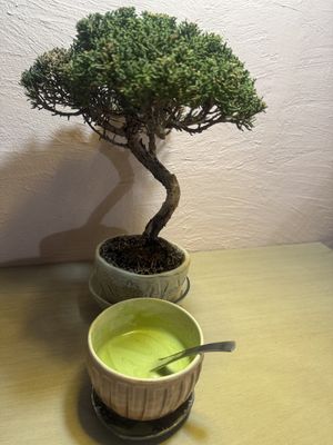   at Cafe Chairo in Tokyo