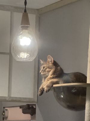   at Cafe Chairo in Tokyo