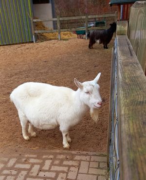 ziege at Sentana Stiftung in Bielefeld