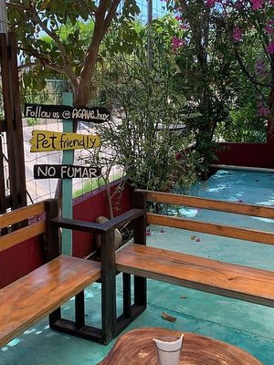 Pet friendly   at Agave in La Crucecita