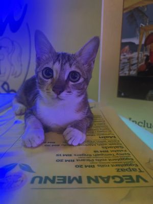 Hostess Alice is recommending the Vegan menu 🌱💚💛 at Yellow Beach Cafe in Langkawi