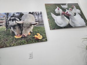 Beautiful sanctuary animals at Love It Vegan  in Torrington