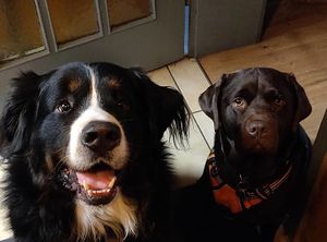 the owners lovely dogs! (from Hotel Köhler webpage)  at Hotel Köhler in Stuttgart