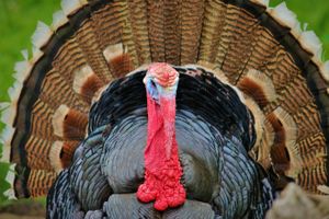  at Land der Tiere - Lebensort für gerettete Tiere und veganes Tierschutzzentrum in Vellahn