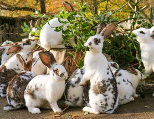  at Land der Tiere - Lebensort für gerettete Tiere und veganes Tierschutzzentrum in Vellahn