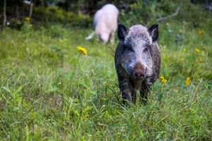  at Land der Tiere - Lebensort für gerettete Tiere und veganes Tierschutzzentrum in Vellahn