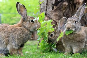  at Land der Tiere - Lebensort für gerettete Tiere und veganes Tierschutzzentrum in Vellahn