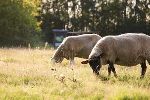  at Land der Tiere - Lebensort für gerettete Tiere und veganes Tierschutzzentrum in Vellahn