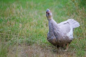  at Land der Tiere - Lebensort für gerettete Tiere und veganes Tierschutzzentrum in Vellahn