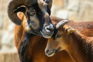  at Land der Tiere - Lebensort für gerettete Tiere und veganes Tierschutzzentrum in Vellahn