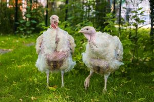  at Land der Tiere - Lebensort für gerettete Tiere und veganes Tierschutzzentrum in Vellahn
