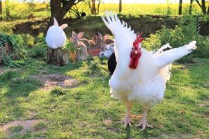  at Land der Tiere - Lebensort für gerettete Tiere und veganes Tierschutzzentrum in Vellahn