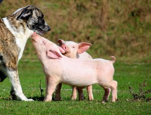  at Land der Tiere - Lebensort für gerettete Tiere und veganes Tierschutzzentrum in Vellahn