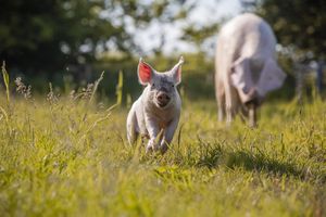  at Land der Tiere - Lebensort für gerettete Tiere und veganes Tierschutzzentrum in Vellahn