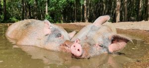  at Land der Tiere - Lebensort für gerettete Tiere und veganes Tierschutzzentrum in Vellahn