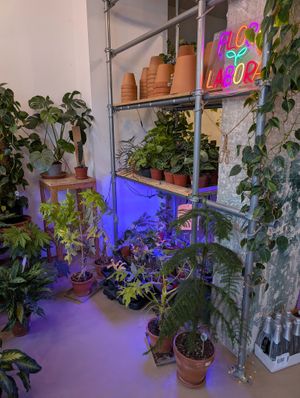 plants inside at Flora et Labora in Milan