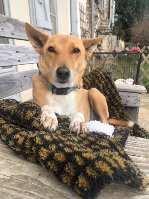 Rescue Dog lokah (from India) at Tranquility Donkey Association & other Rescues - The Yoga Tarte in Estivaux