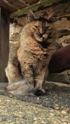 Rescue cat Archie (Saudi Arabia) at Tranquility Donkey Association & other Rescues - The Yoga Tarte in Estivaux