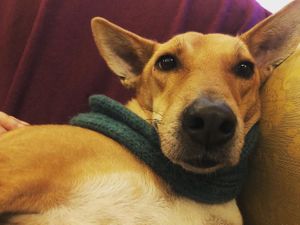 Indian Rescue Lokah at Tranquility Donkey Association & other Rescues - The Yoga Tarte in Estivaux