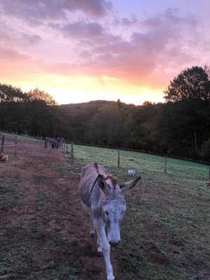 Charlie at Sunrise at Tranquility Donkey Association & other Rescues - The Yoga Tarte in Estivaux
