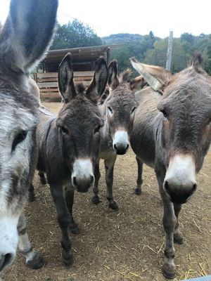 The Tranquility Donkeys 4 of them! at Tranquility Donkey Association & other Rescues - The Yoga Tarte in Estivaux