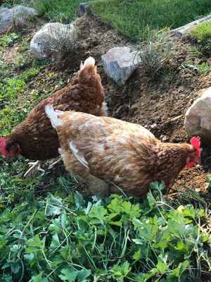 My rescue Hens at Tranquility Donkey Association & other Rescues - The Yoga Tarte in Estivaux