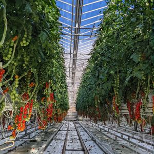  at Friðheimar in Selfoss