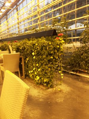 Unusual setting at Friðheimar in Selfoss