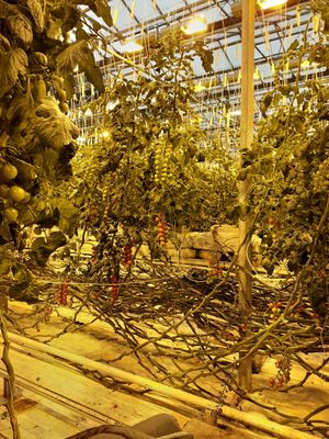 Right amongst the crop at Friðheimar in Selfoss