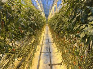 Growing tomatoes!  at Friðheimar in Selfoss