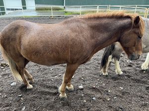 Cool Icelandic horses just out front!   at Friðheimar in Selfoss