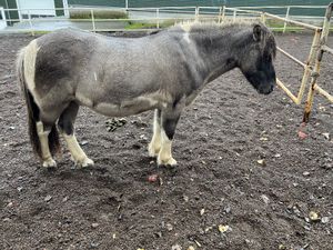   at Friðheimar in Selfoss