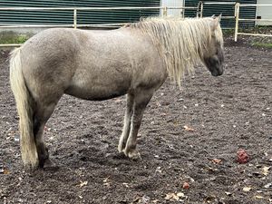   at Friðheimar in Selfoss