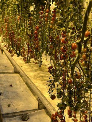   at Friðheimar in Selfoss