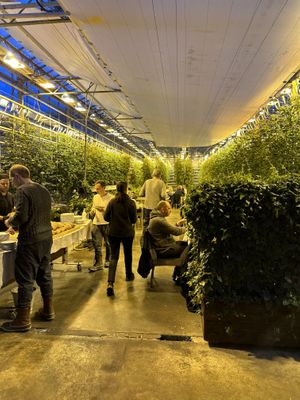   at Friðheimar in Selfoss