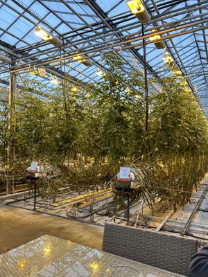   at Friðheimar in Selfoss