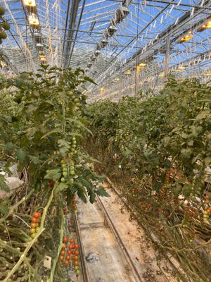   at Friðheimar in Selfoss