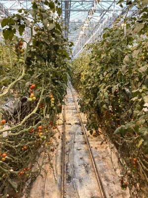   at Friðheimar in Selfoss