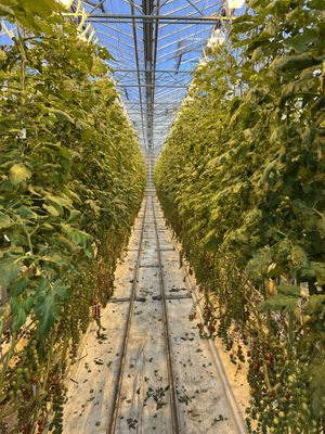 Greenhouse/restaurant   at Friðheimar in Selfoss