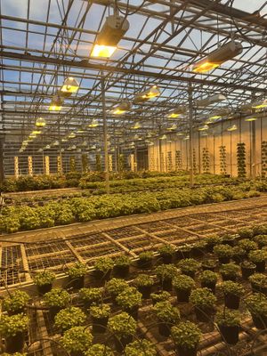 Herbs growing inside the greenhouse/restaurant   at Friðheimar in Selfoss