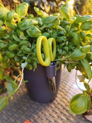  at Friðheimar in Selfoss